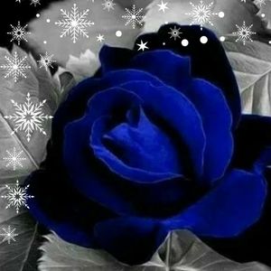 Meet your Posher, Regina